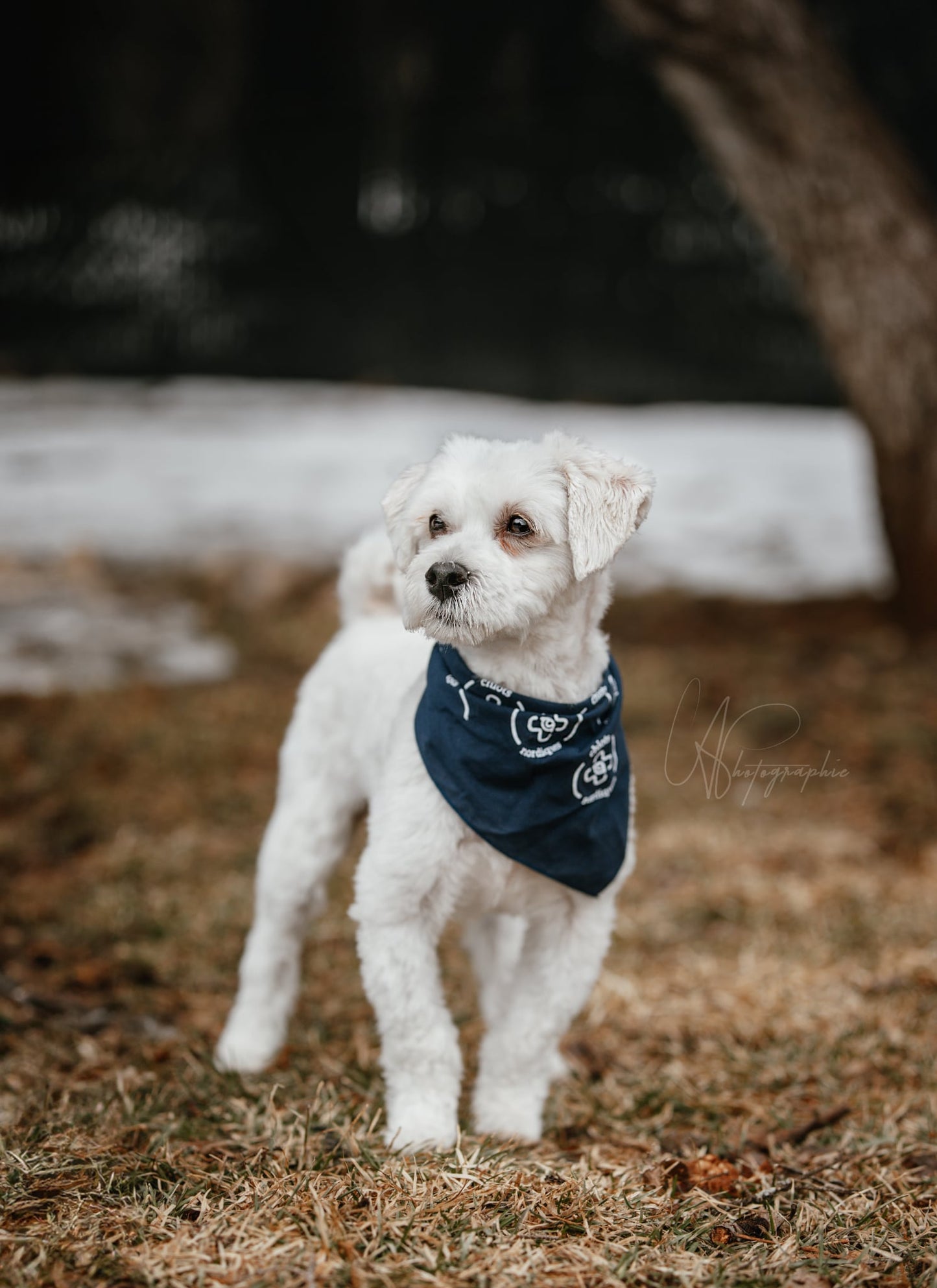 Foulard pour chien *LIVRAISON GRATUITE*