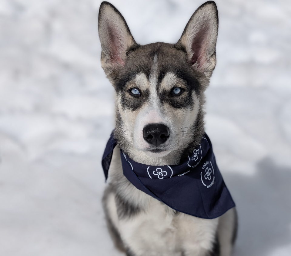 Foulard pour chien *LIVRAISON GRATUITE*